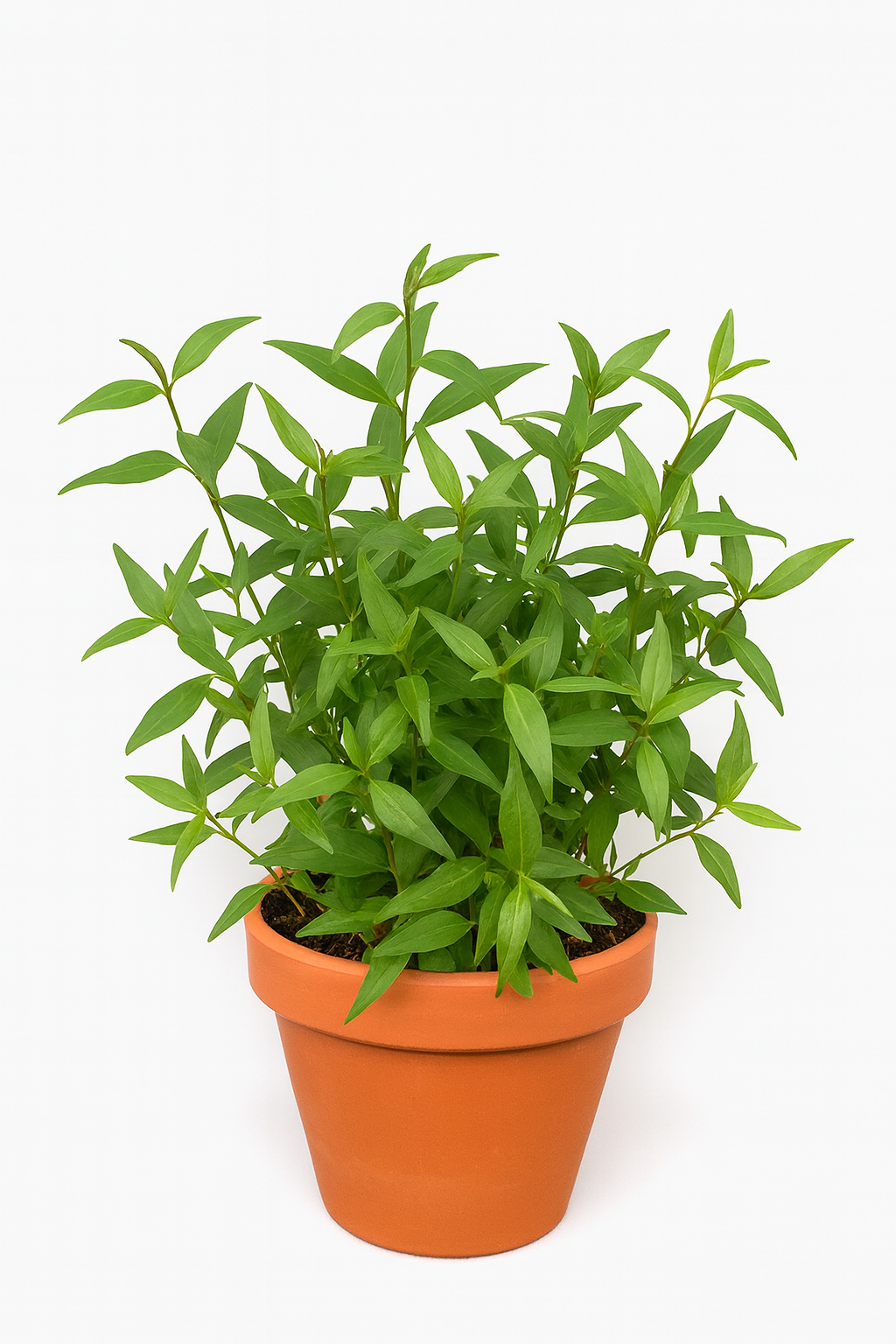 Persicaria Odorata
