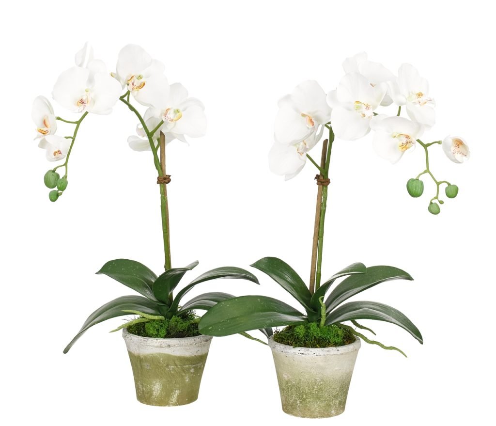 Phalaenopsis Moth Orchids Potted