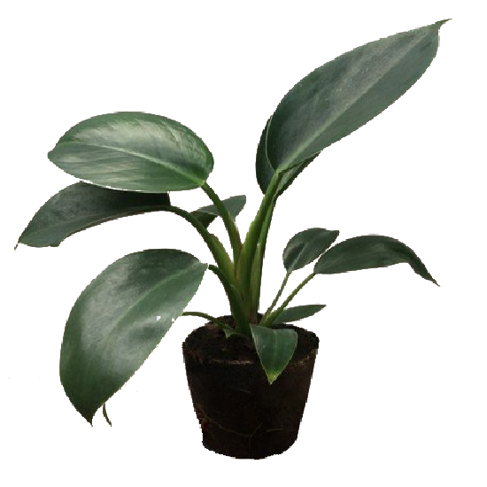 Philodendron 'Apple Green'