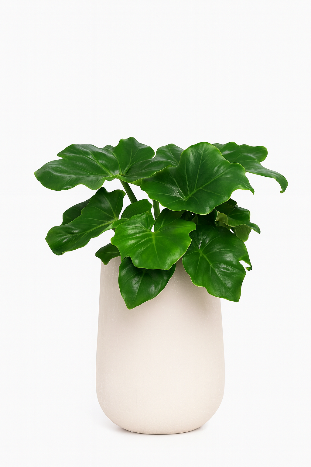 Philodendron 'Atom'