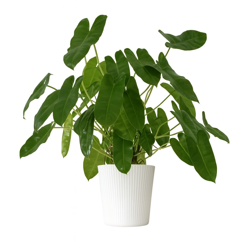 Philodendron 'Burle Marx'