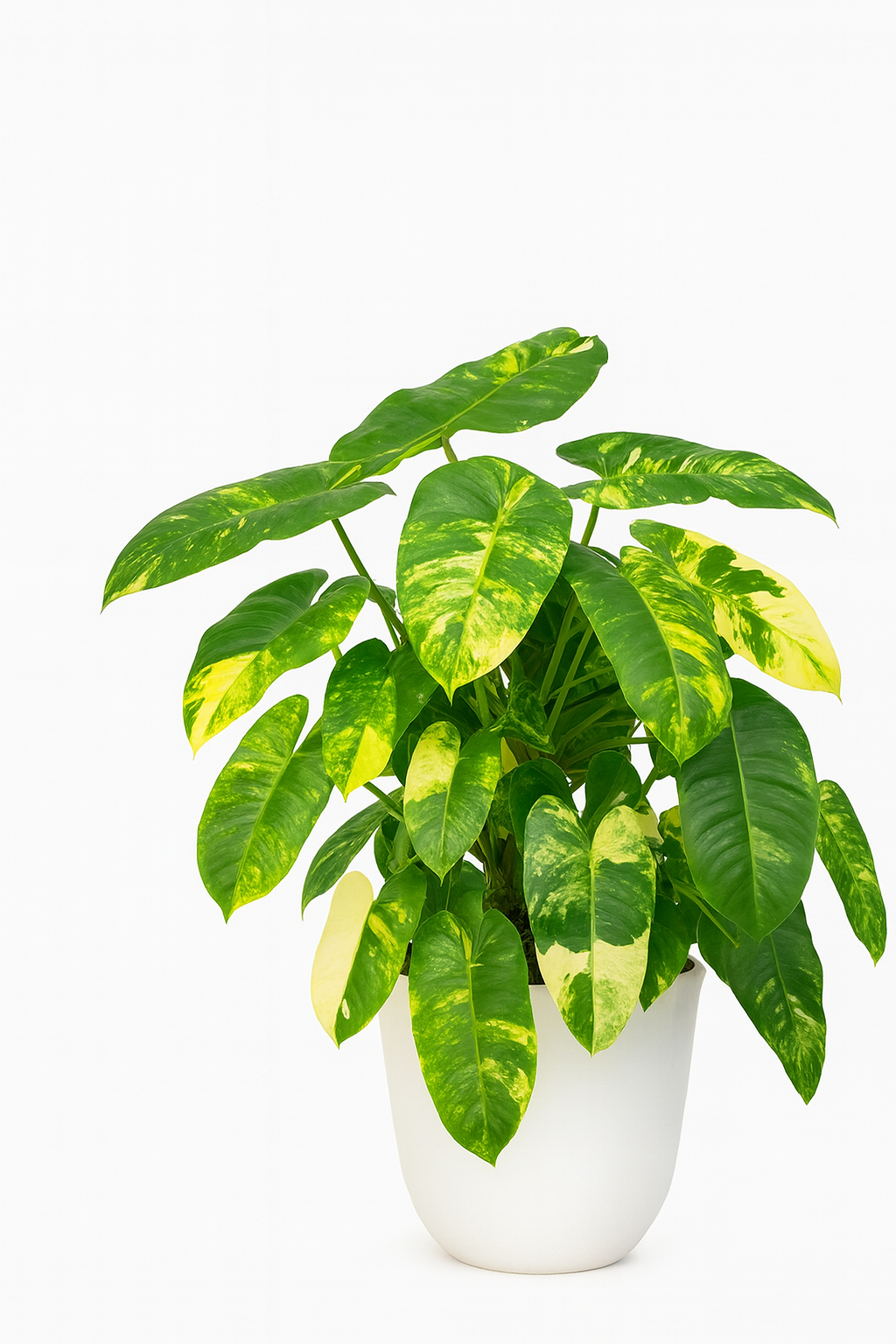 Philodendron 'Burle Marx'