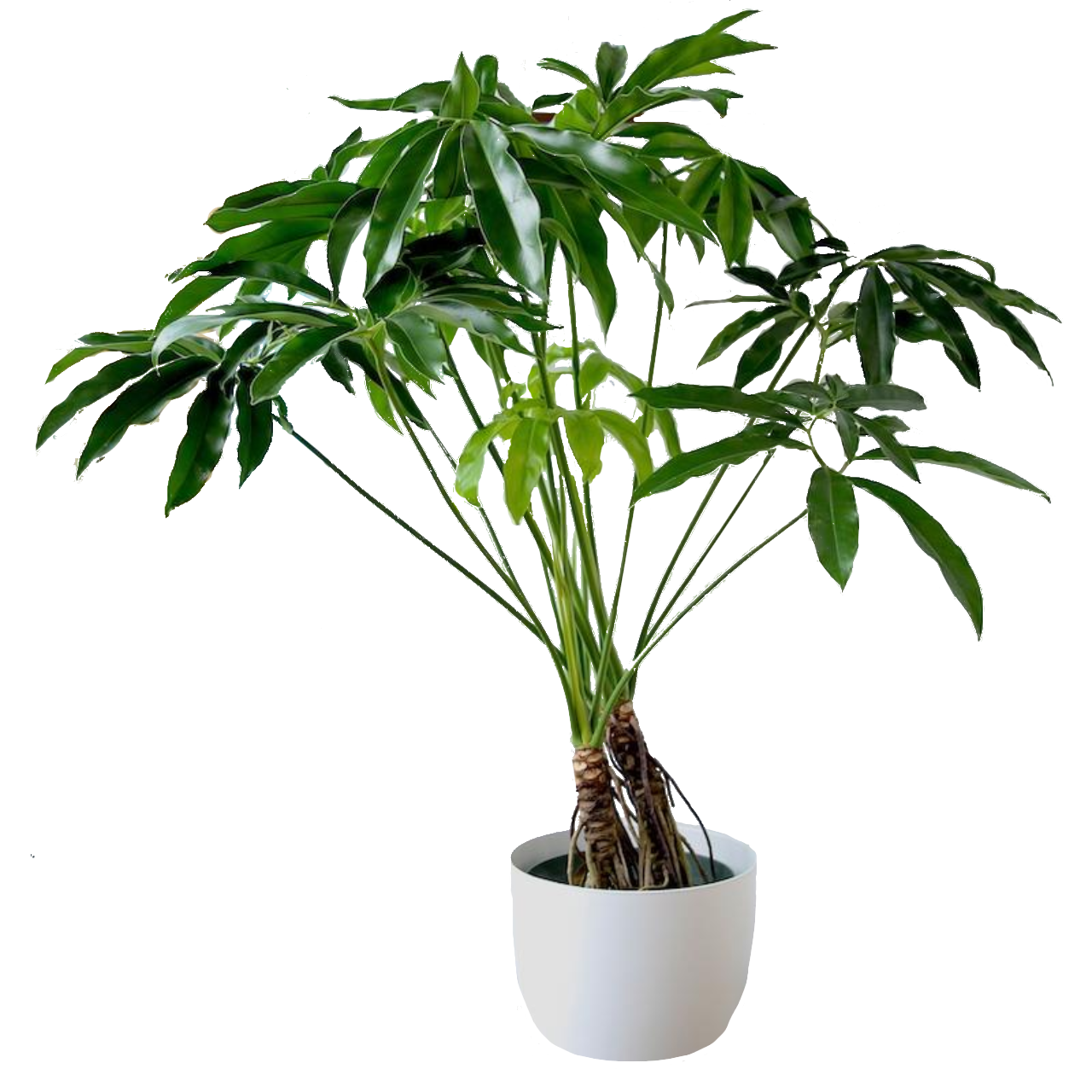 Philodendron 'Fun'
