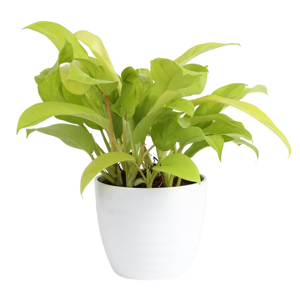 Philodendron 'Gold'