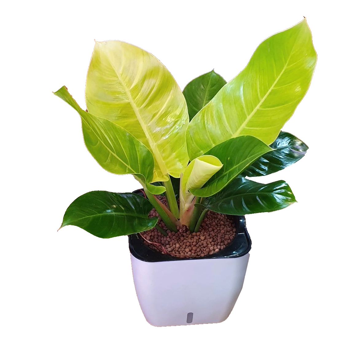 Philodendron 'Imperial'