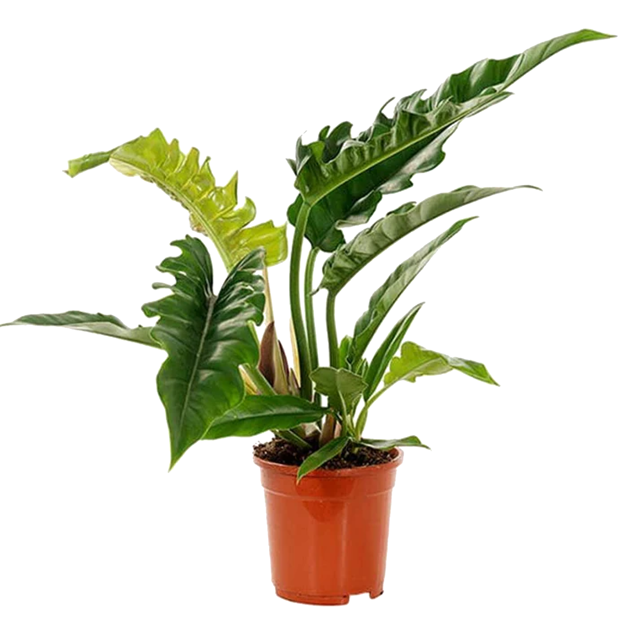 Philodendron 'Narrow'