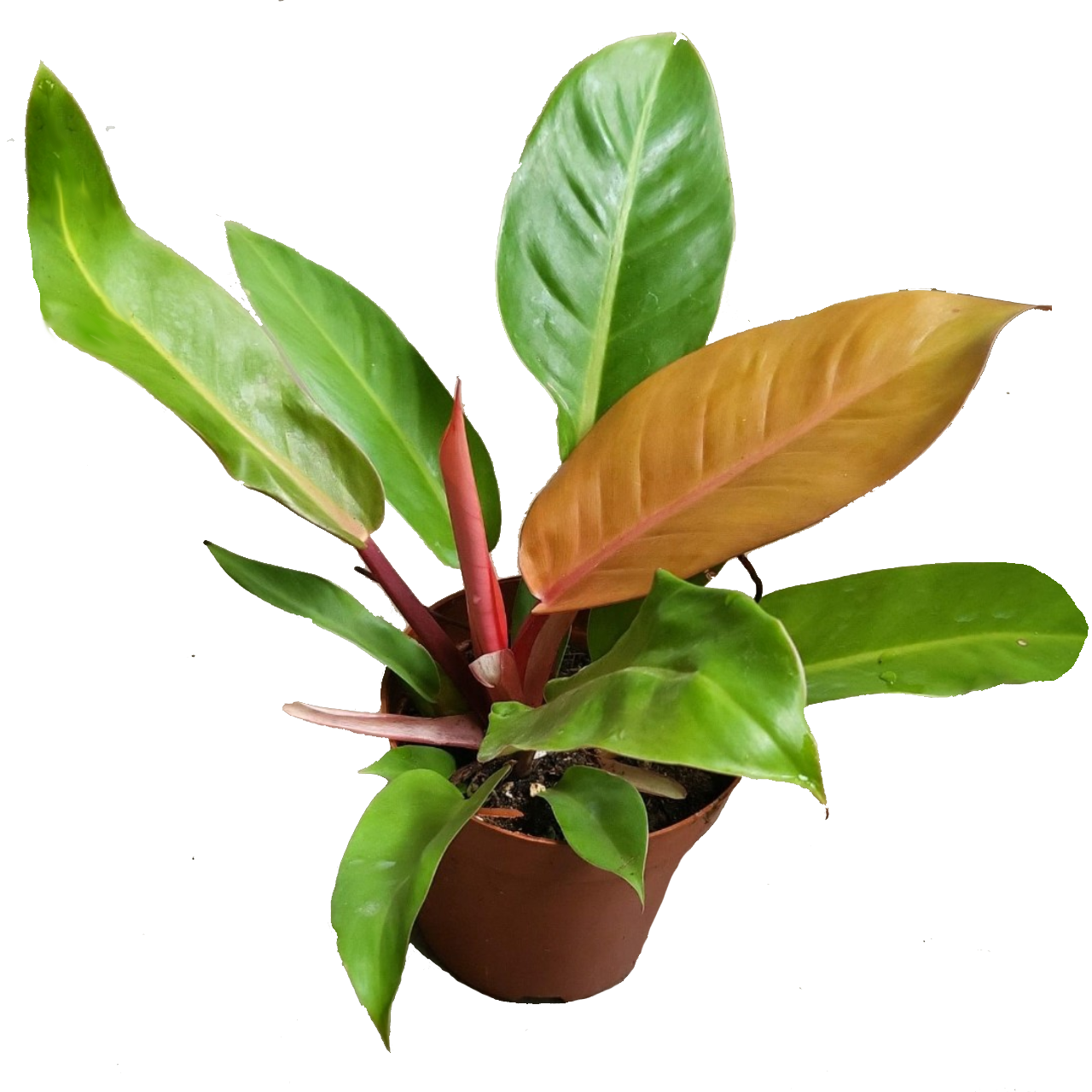 Philodendron 'Orange Congo'