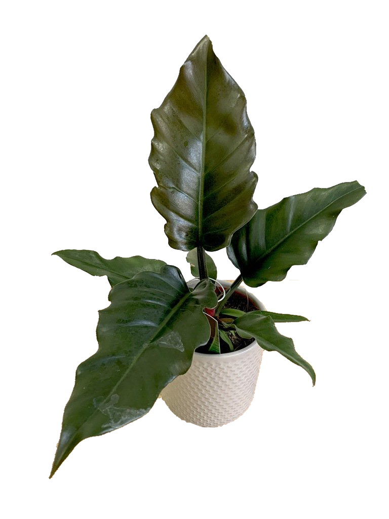 Philodendron Pluto