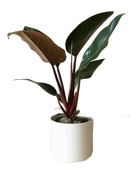 Philodendron 'Red Congo'