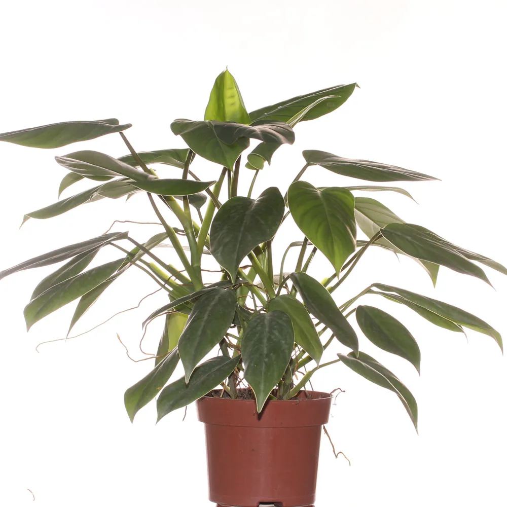 Philodendron Red Wing