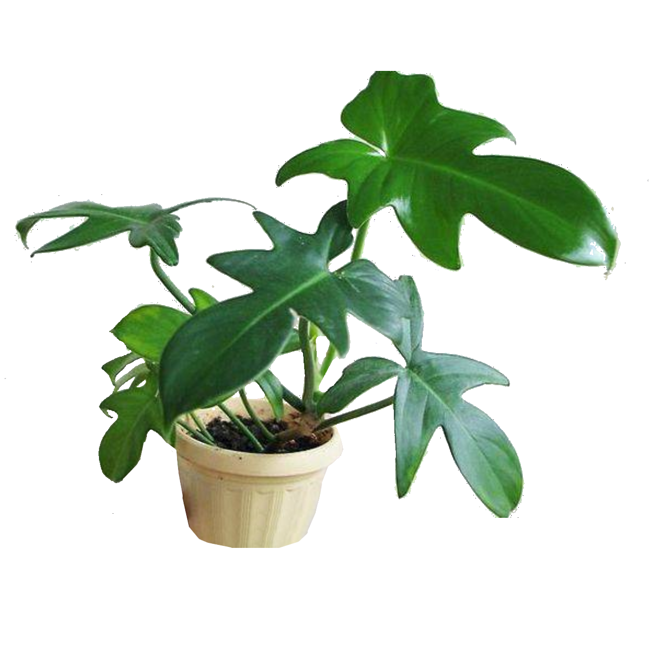 Philodendron Rudolph