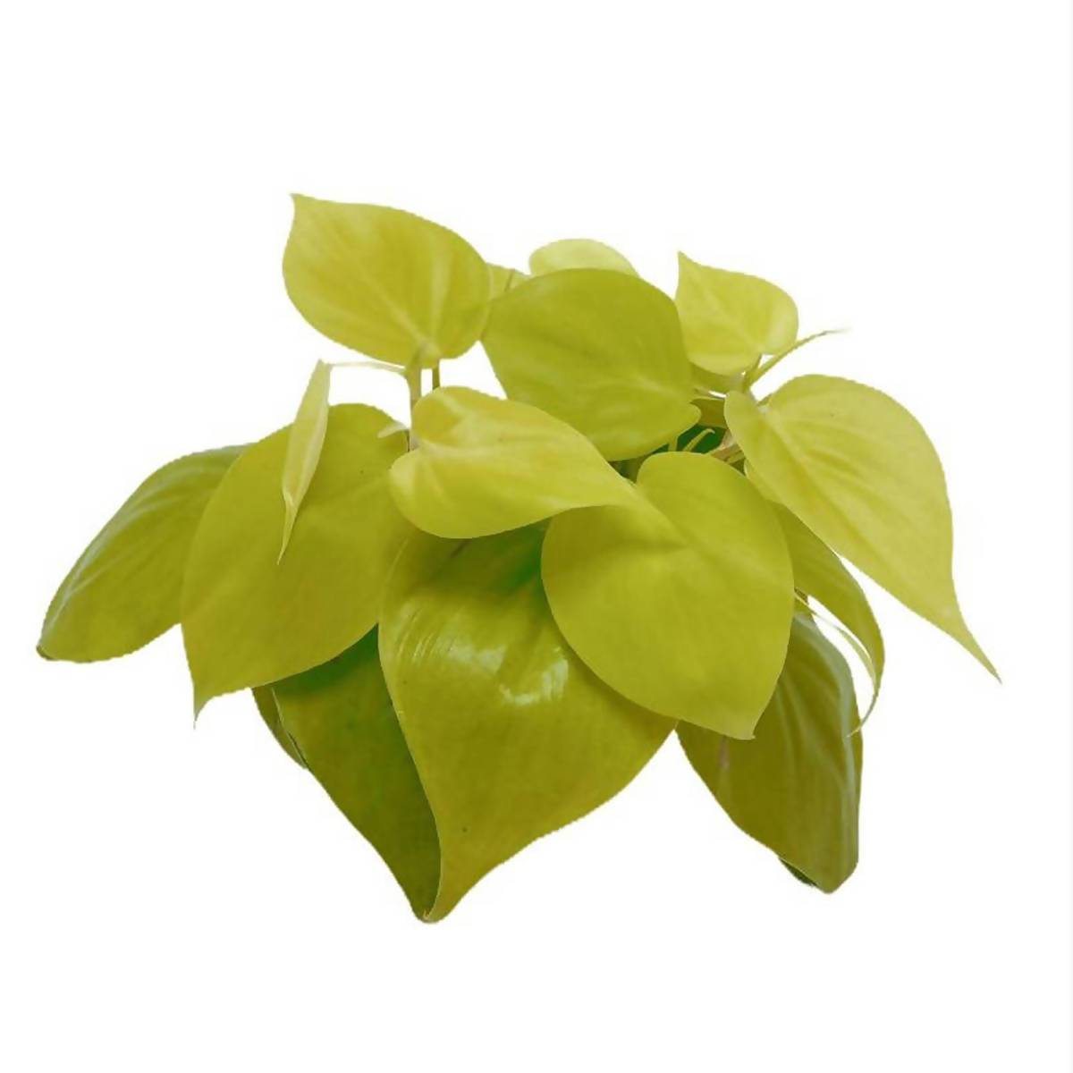 Philodendron Scandens