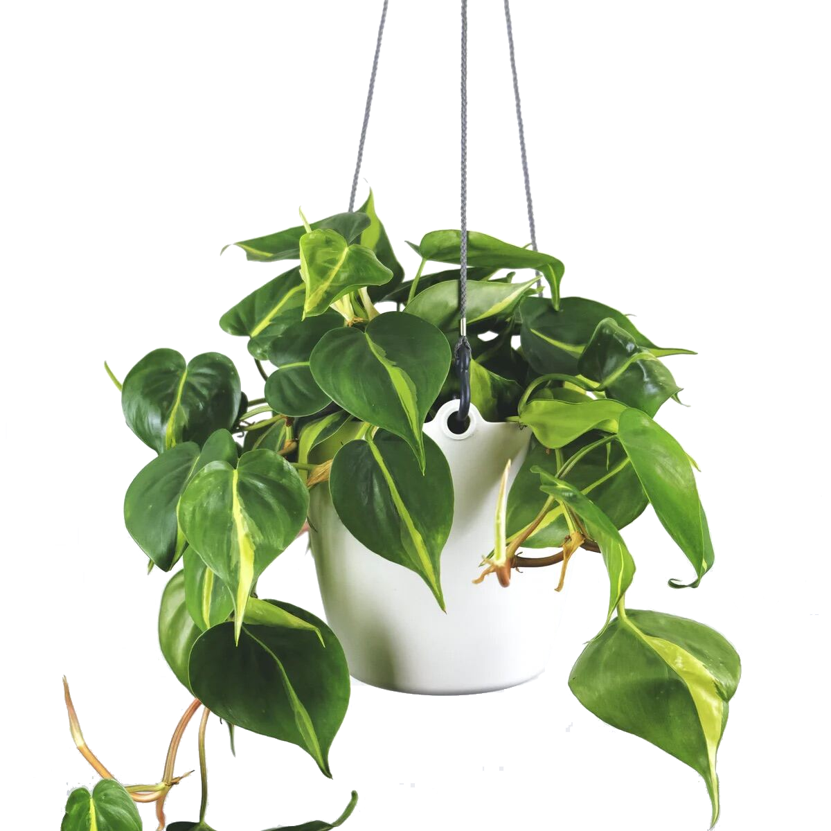 philodendron scandens for sale Philodendron Scandens