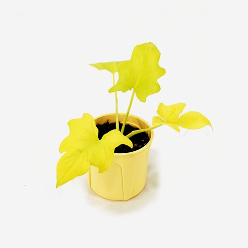 Philodendron Selloum 'Gold'