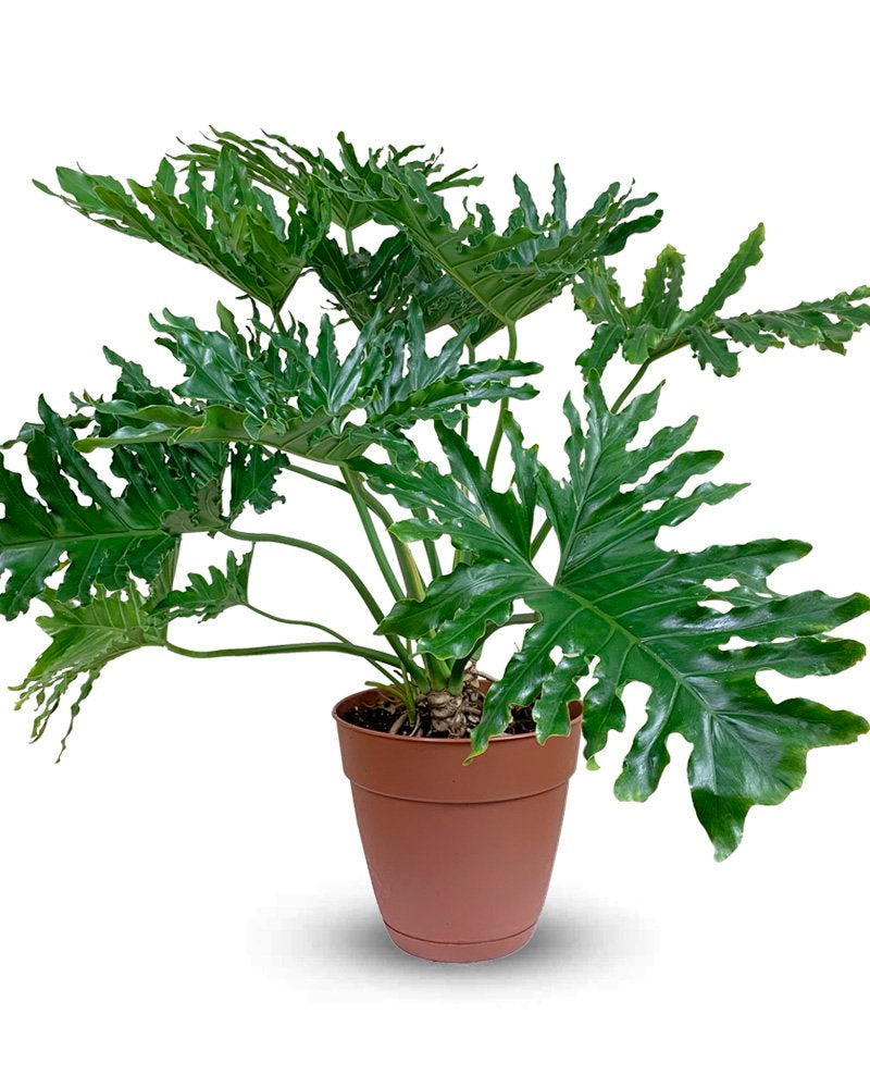 Philodendron Selloum XXXL