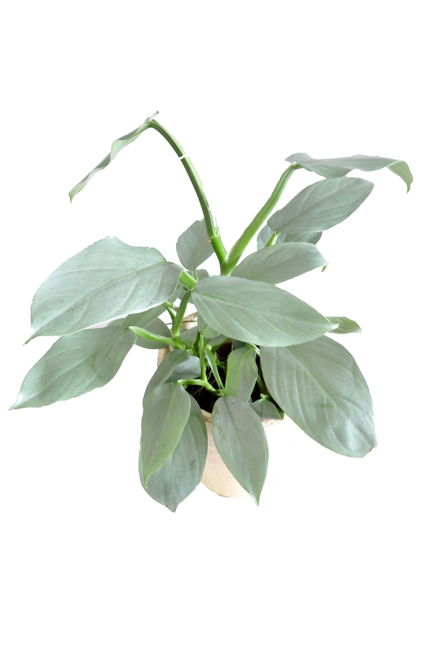 Philodendron Silver