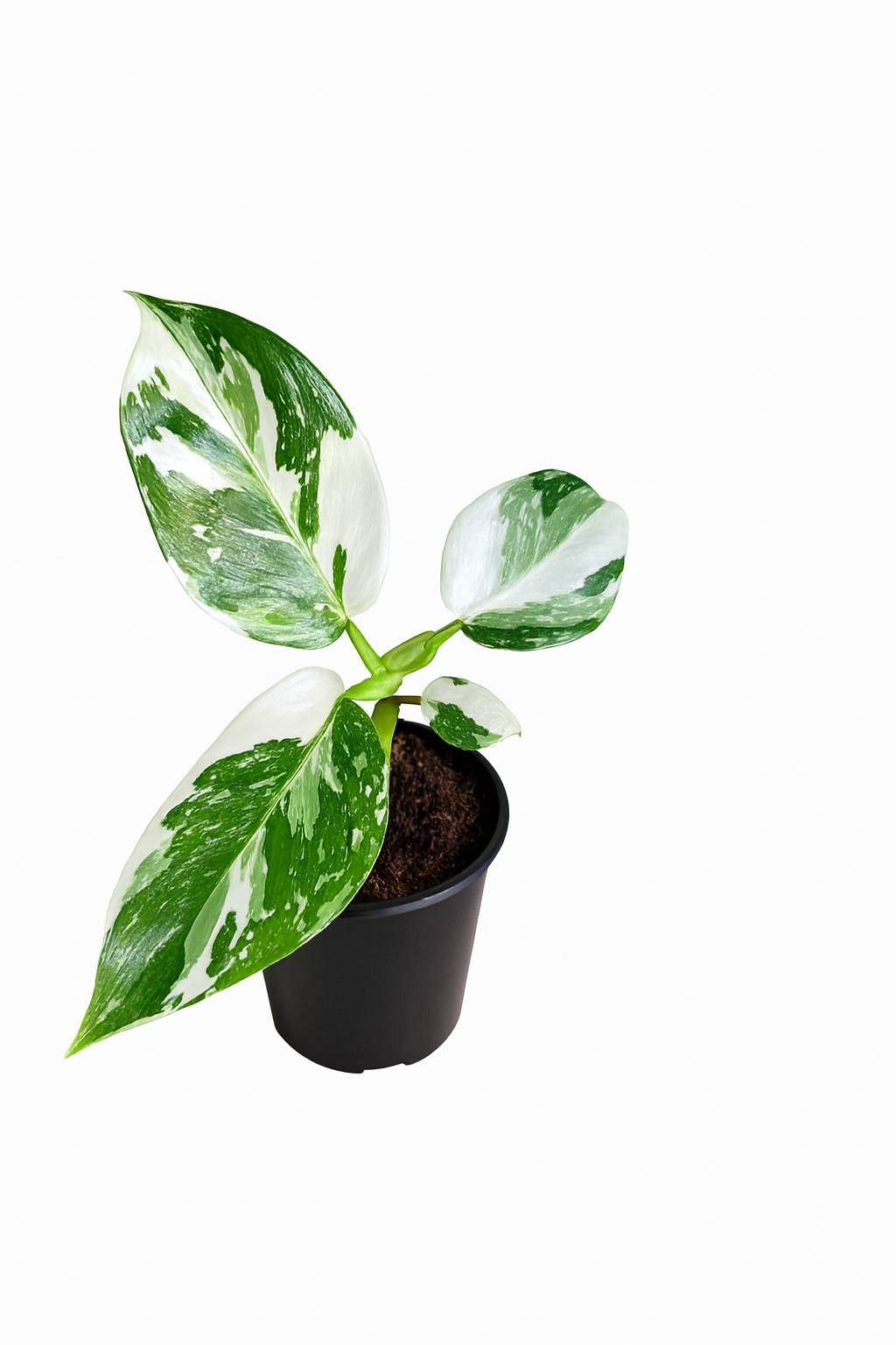 Philodendron White 'Wizard Princess'