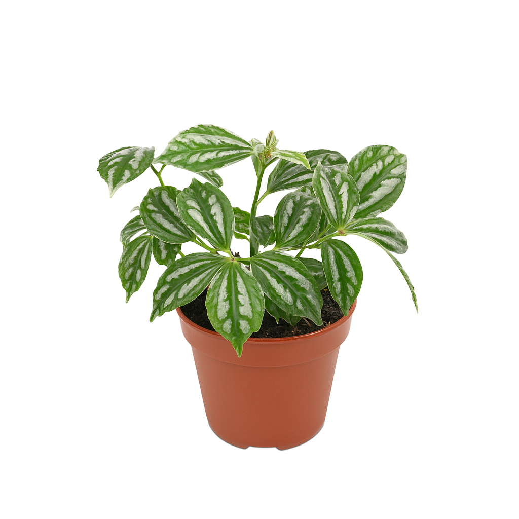 Pilea Cadierel