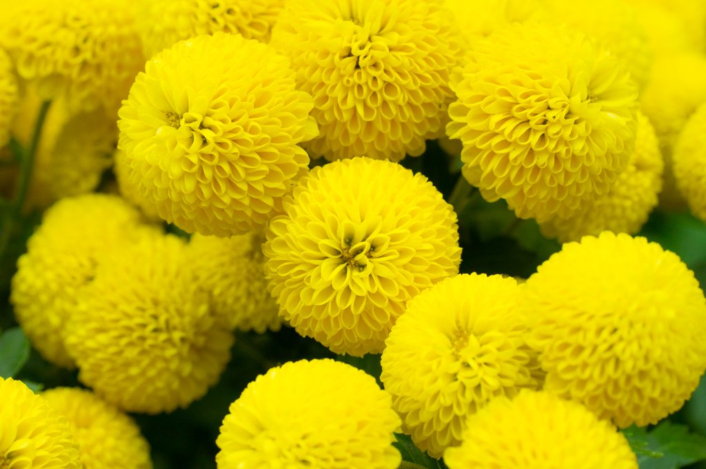 Ping Pong Chrysanthemum