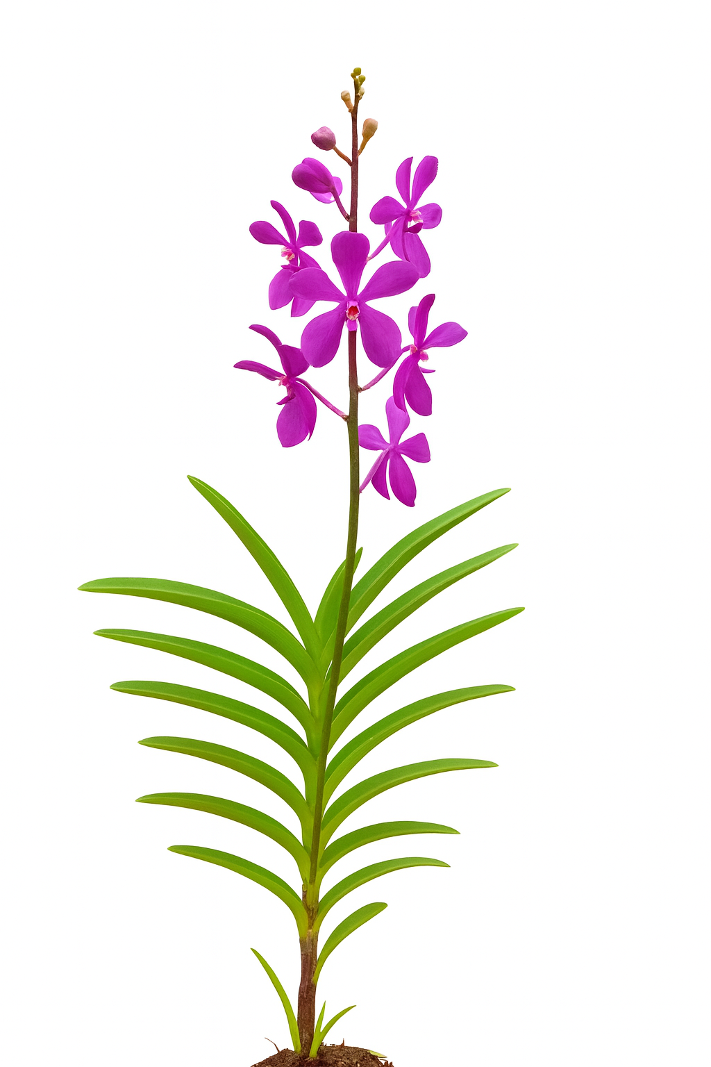Mokara Orchid Potted