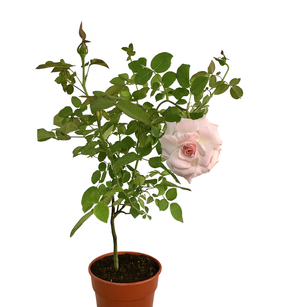 Pink Rose Plant