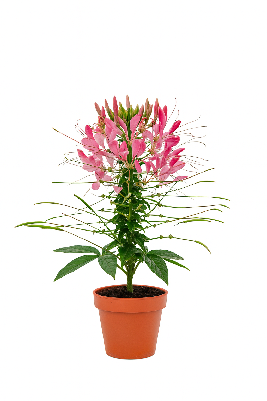 Pink Spiderflower Live Plant