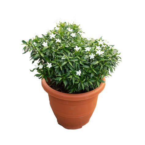 Pinwheel Flower Plant