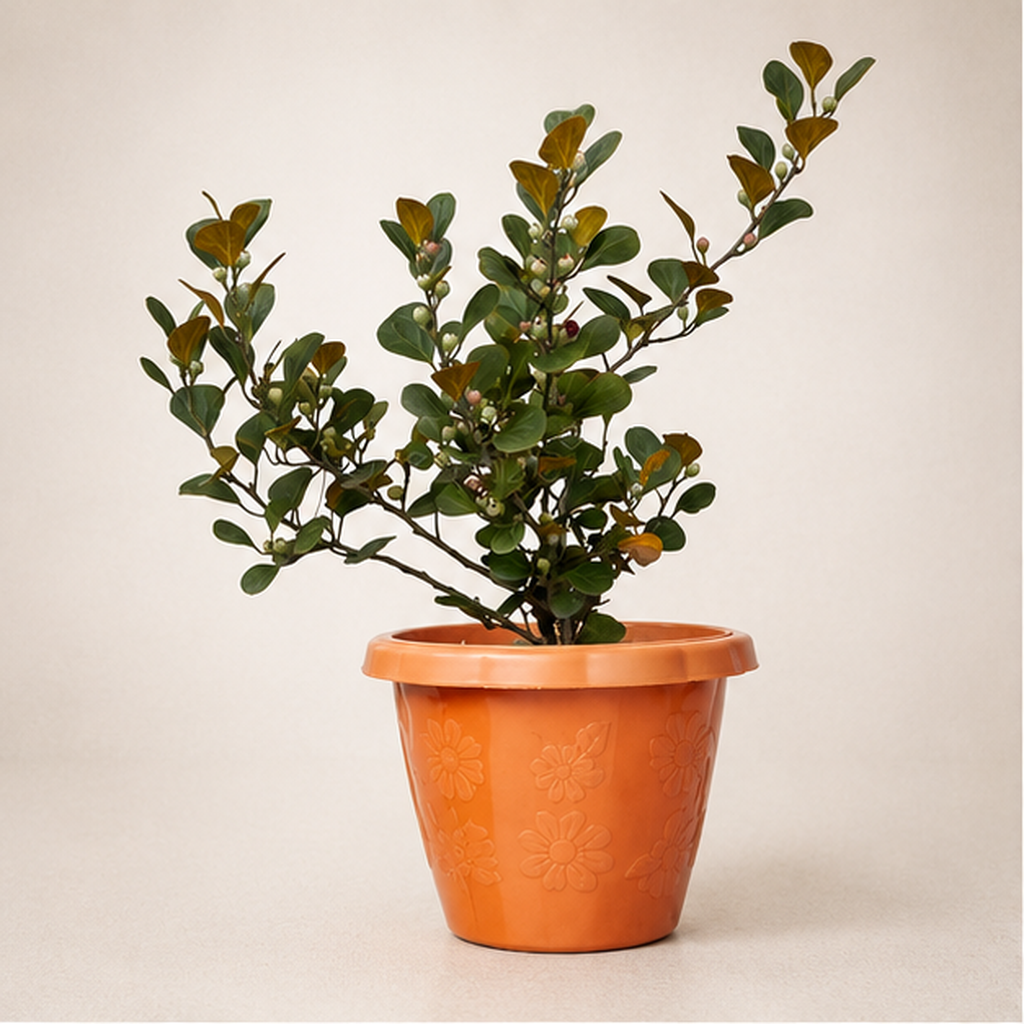 Ficus Deltoidea | Office Plant