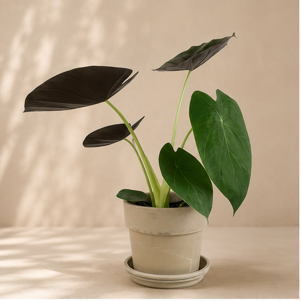 Alocasia Wentii | Indoor Plant