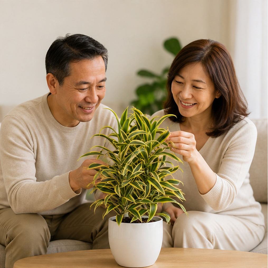 Dracaena 'Song of India' | Indoor Plant