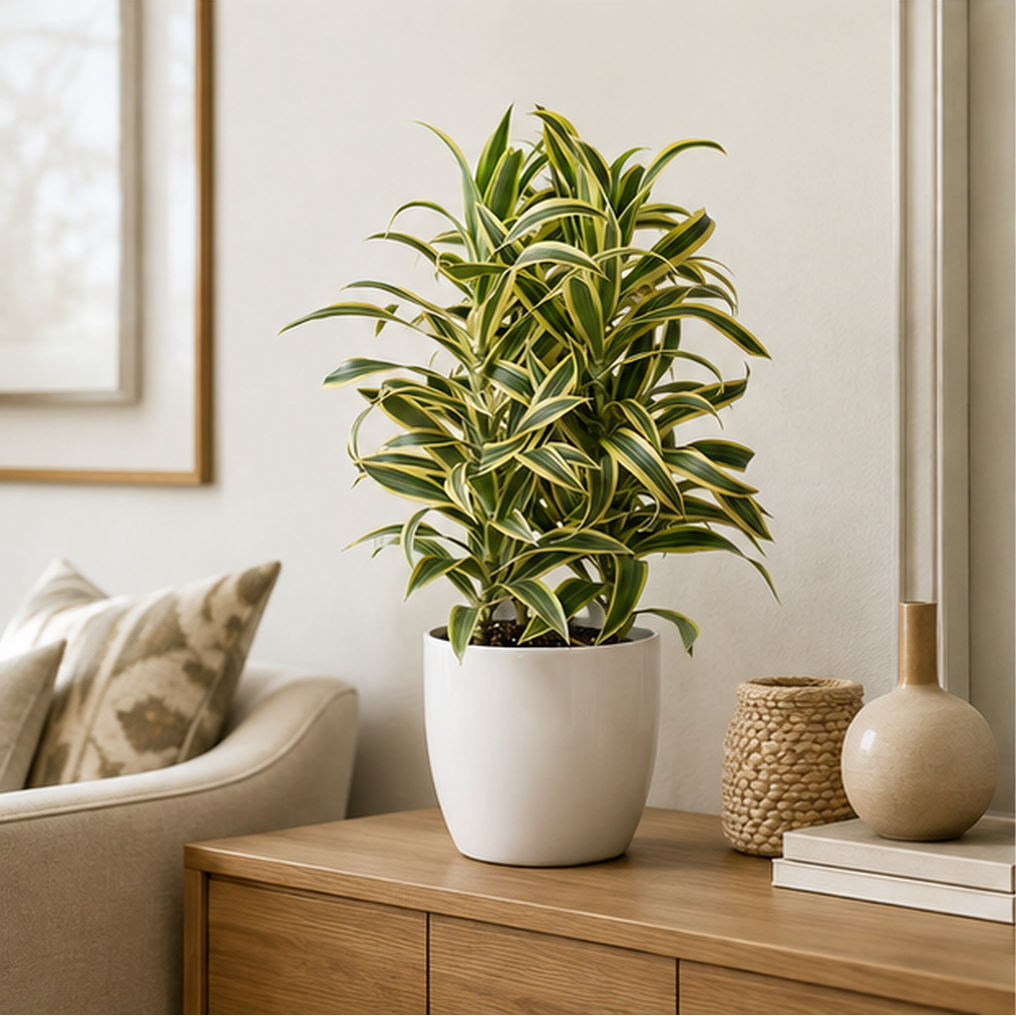 Dracaena 'Song of India' | Indoor Plant