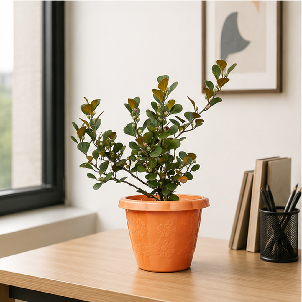 Ficus Deltoidea | Office Plant
