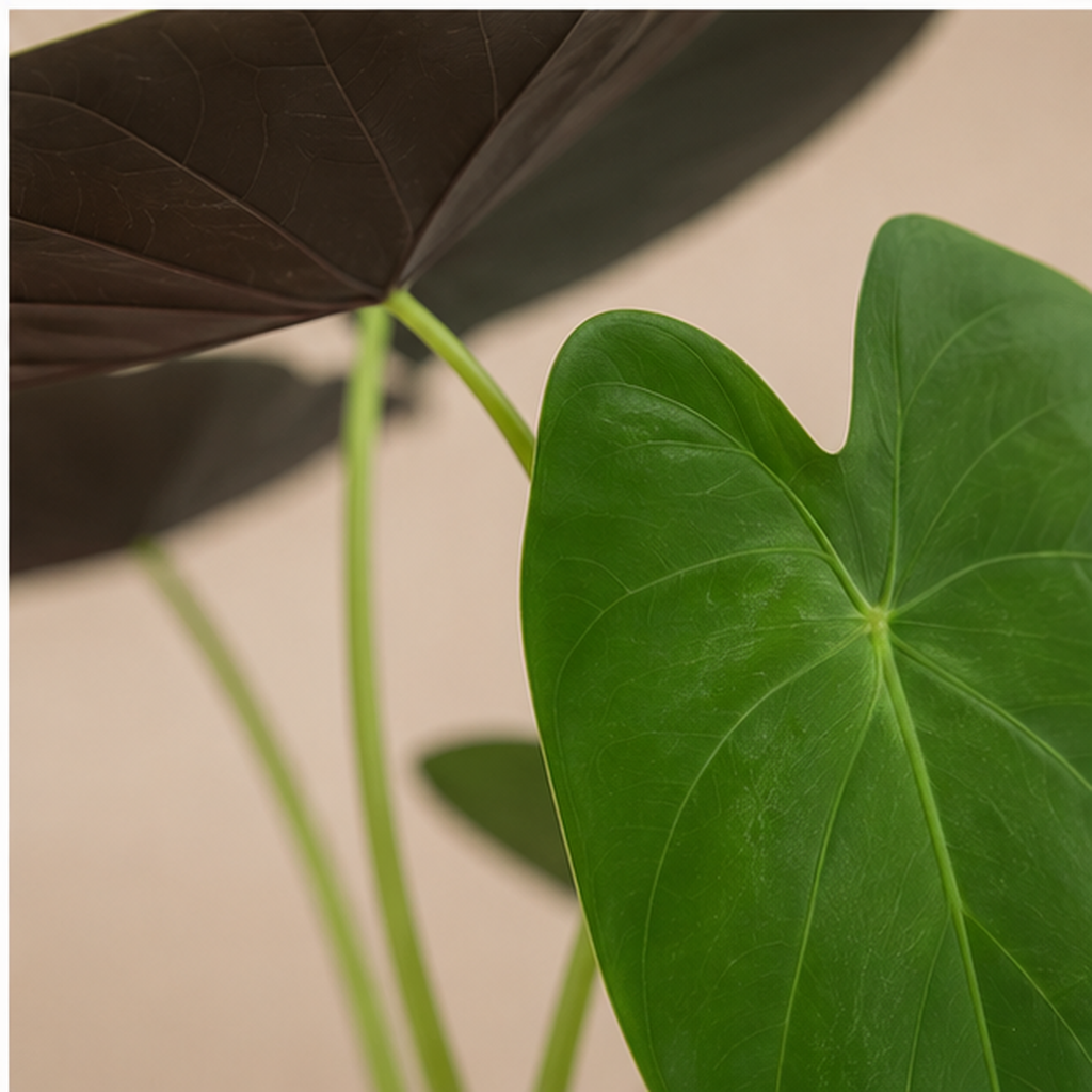 Alocasia Wentii | Indoor Plant