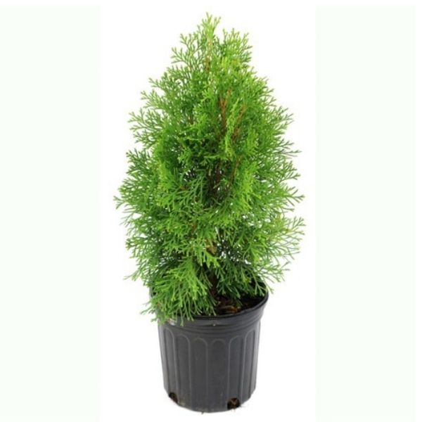 Platycladus Orientalis