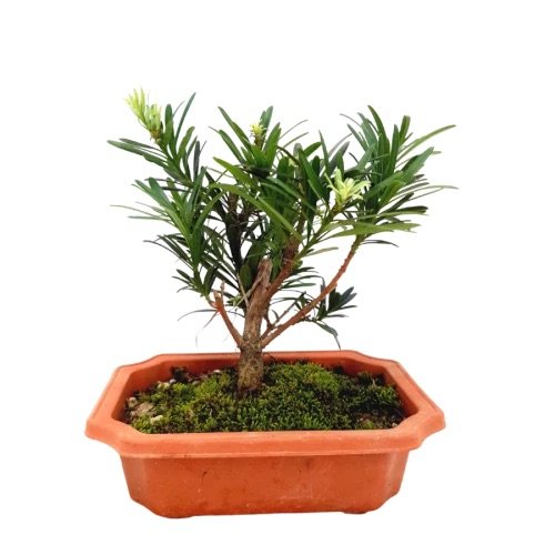 Podocarpus Chrysanthemum 菊花蓬莱松