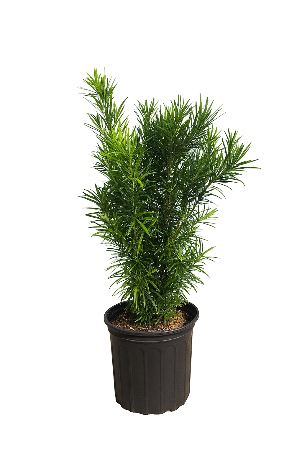 Podocarpus Full Cone