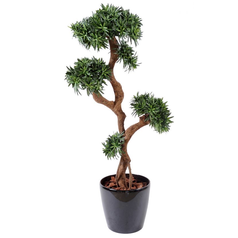 Podocarpus Multi Ball