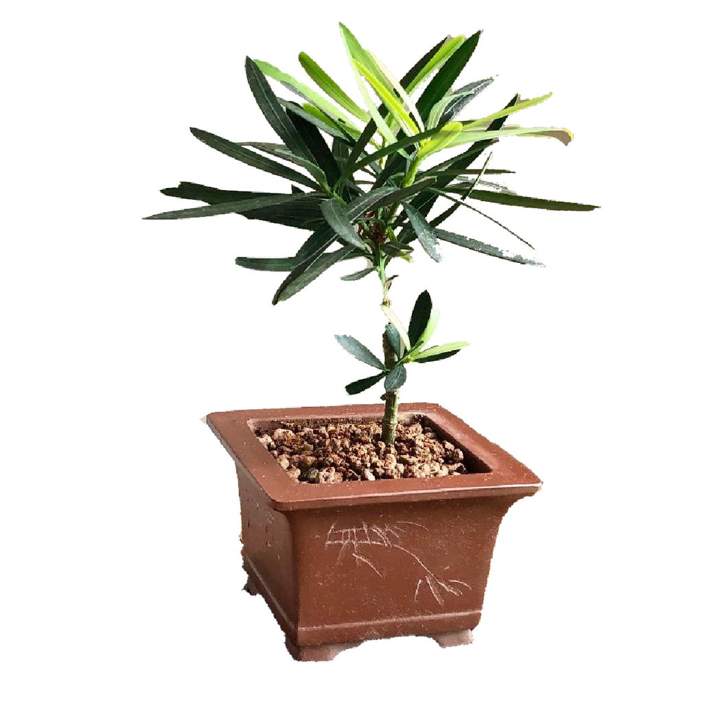 Bonsai Plants & Trees in Singapore | D'Spring