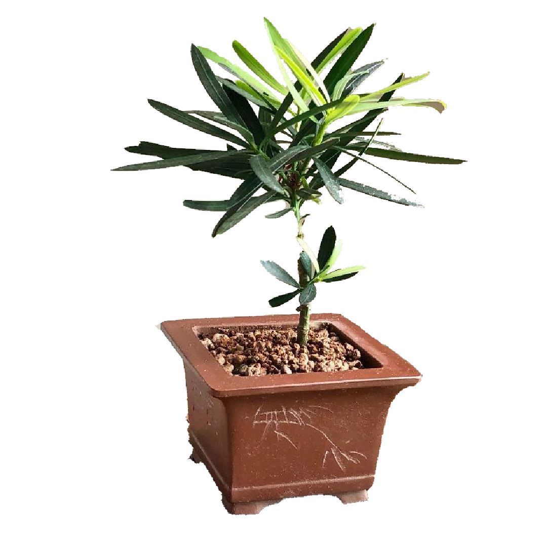 Podocarpus Stem (Ceramic Pot)