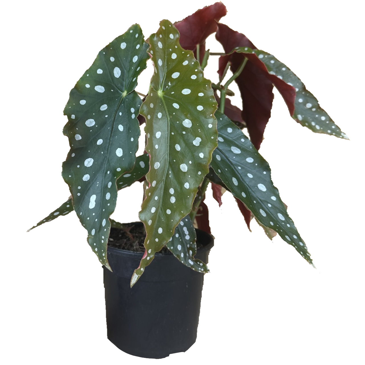 Begonia Polka Dots