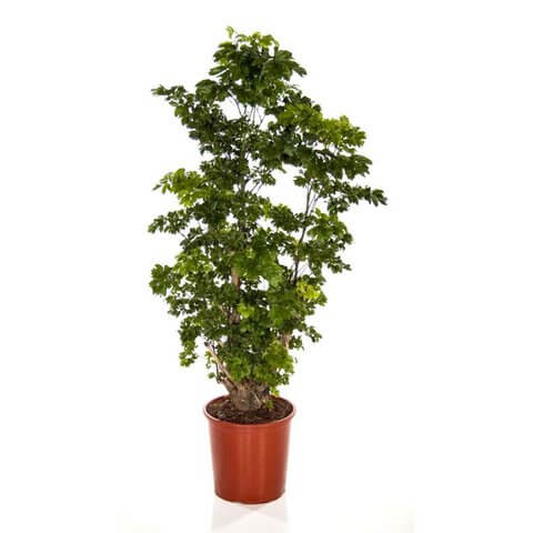 Polyscias Yellow