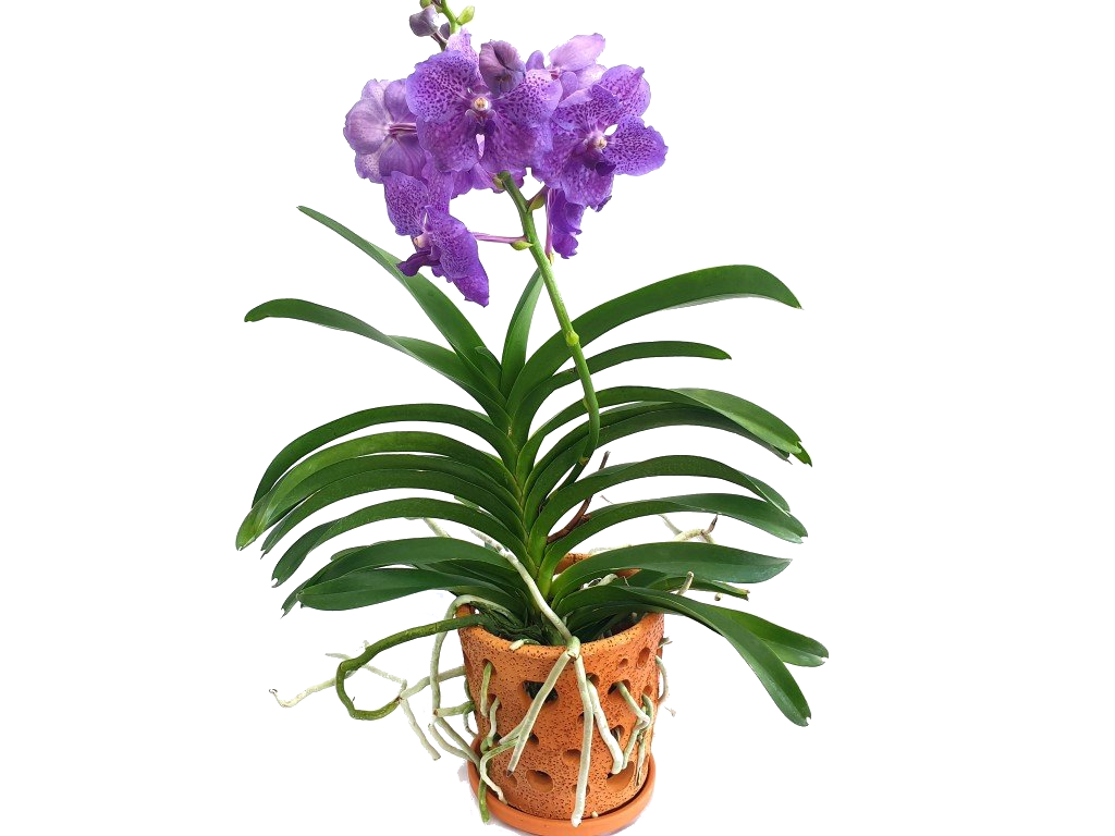 Vanda Orchid Potted