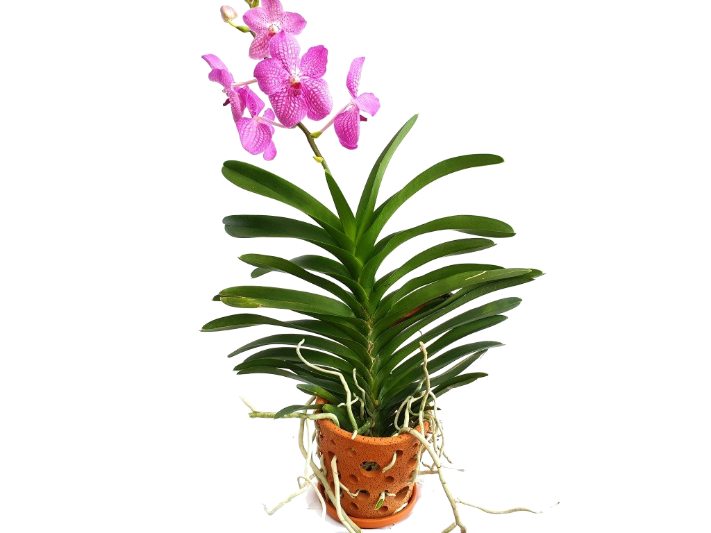 Vanda Orchid Potted