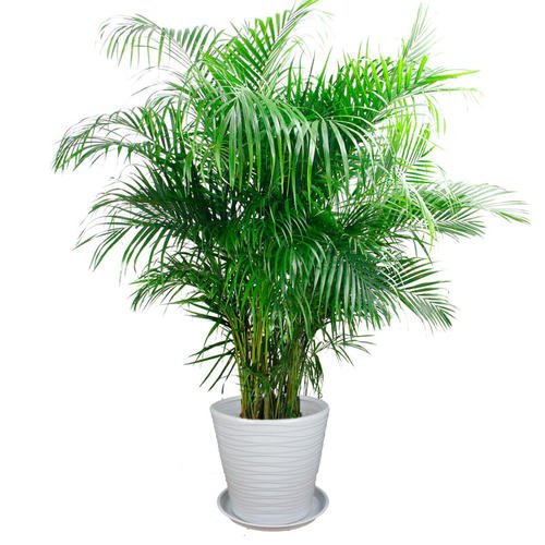Pritchardia Gaudichaudii