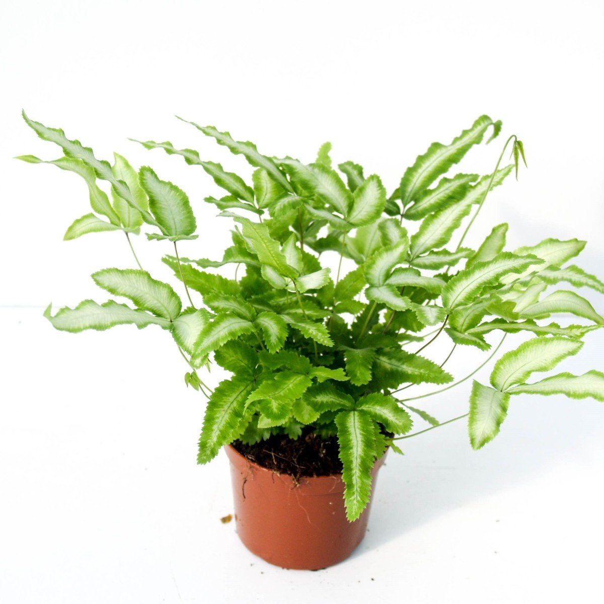 Pteris Cretica