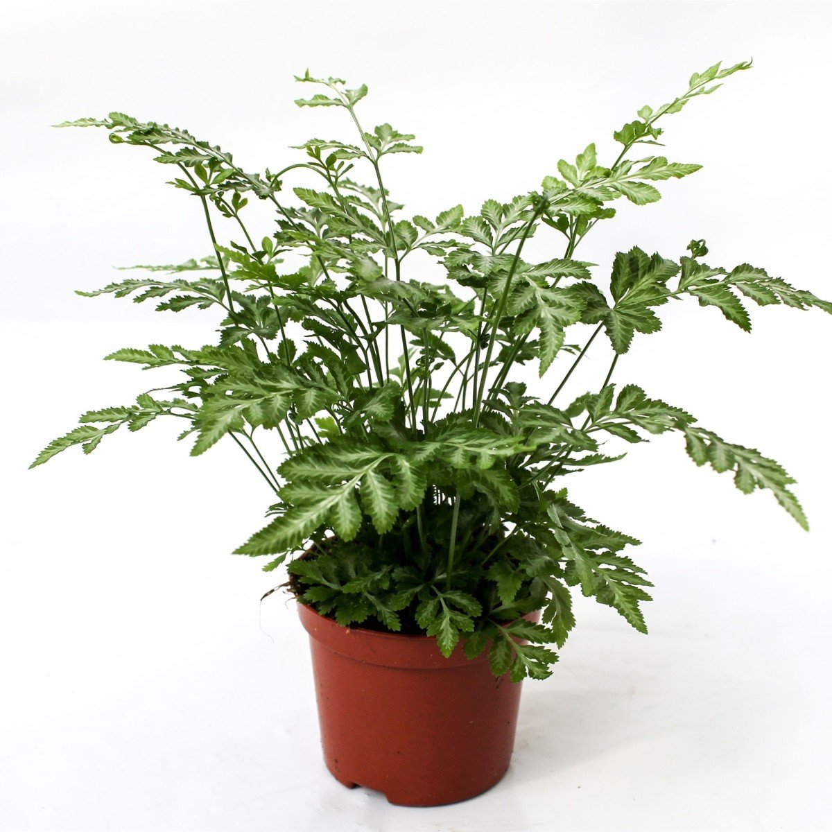 Pteris Eusiformis