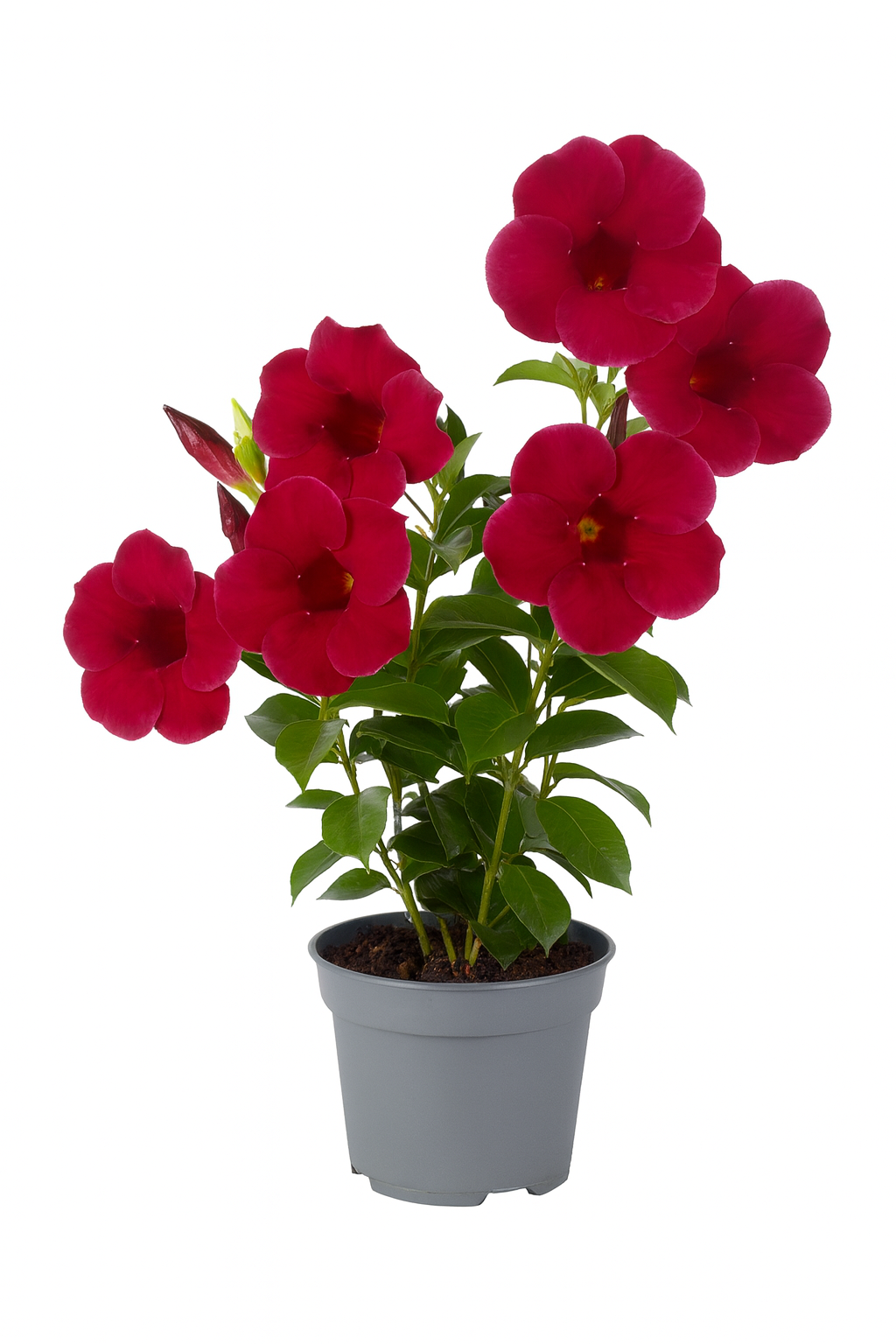 Purple Allamanda Plant