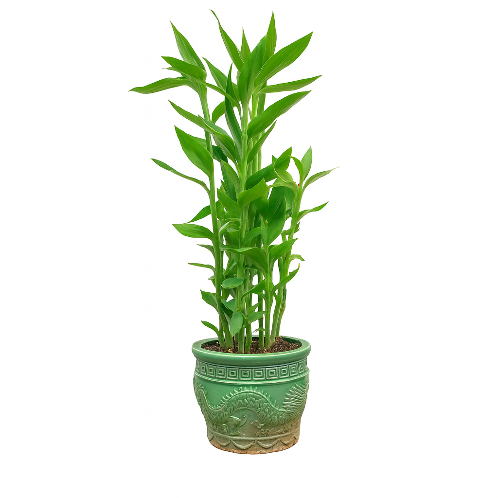 Dragon Head Lotus Bamboo 千手观音龙头