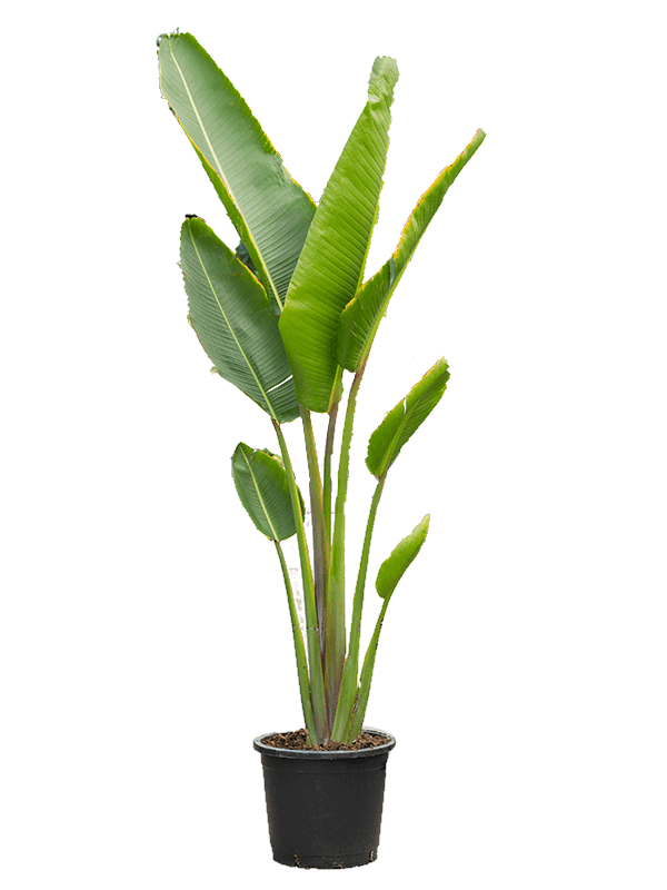 Ravenala Madagascariensis