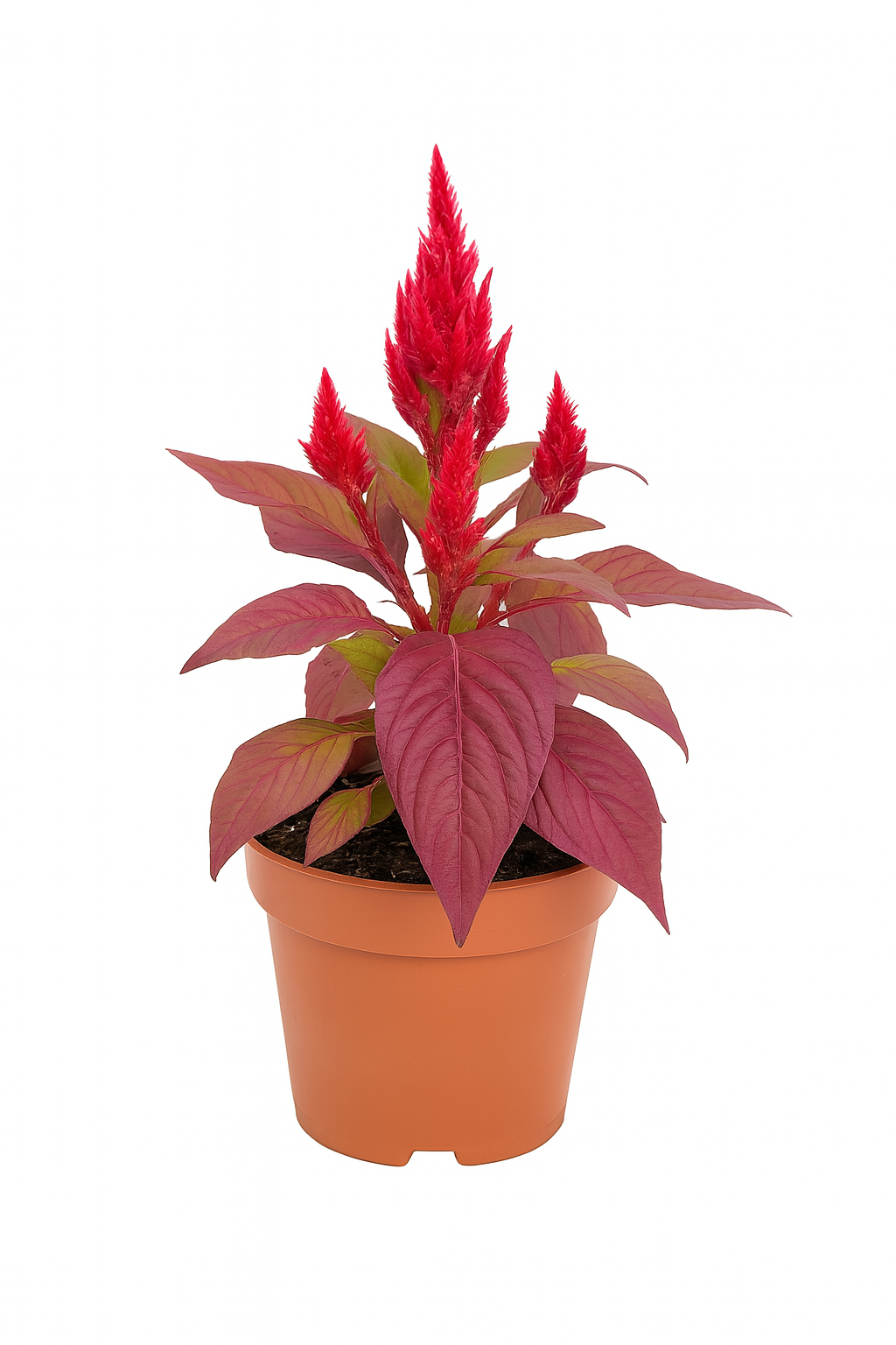 Red Cockscomb Plant